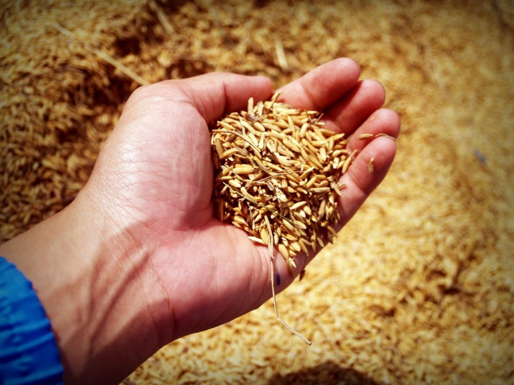 خوردن این 12 ماده غذایی سلامتیت رو یه پله بالاتر میبره! 6 گندم