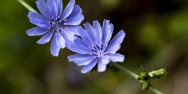 خواص عرق کاسنی chicory