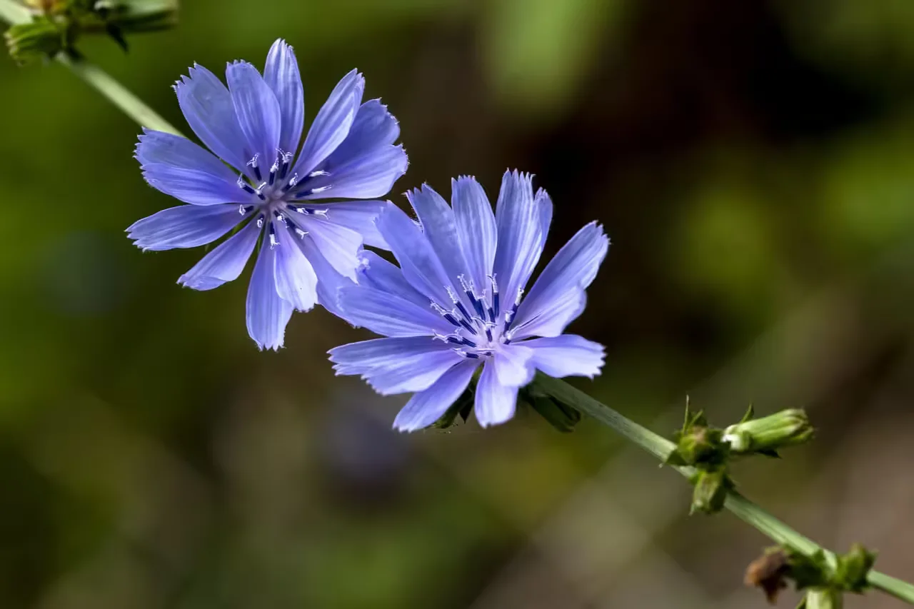 خواص کاسنی، عوارض و مضرات این گیاه مشهور طب سنتی 1 خواص عرق کاسنی chicory