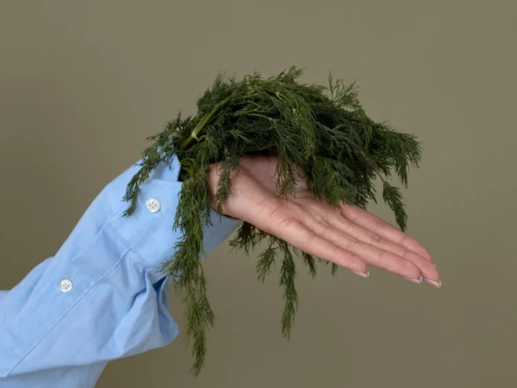 Dill-شوید