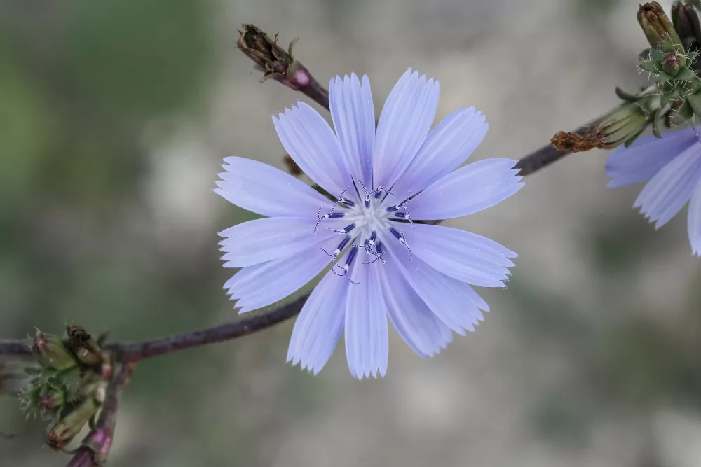 عکس گل کاسنی chicory flower photo