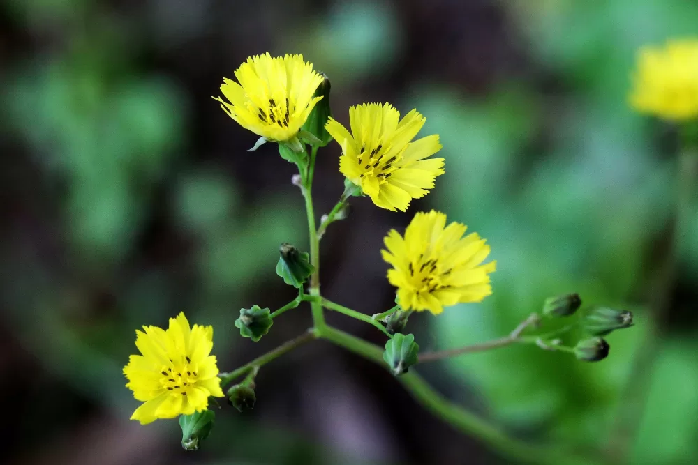عکس گل کاسنی زرد صحرایی blooming yellow desert-chicory flowers