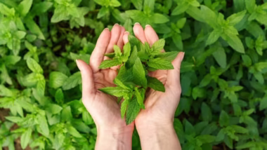 عکس برگ‌های نعناع-خواص نعناع