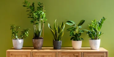 گلدان ها و گیاهان آپارتمانی برای راهنمای انتخاب گیاه
