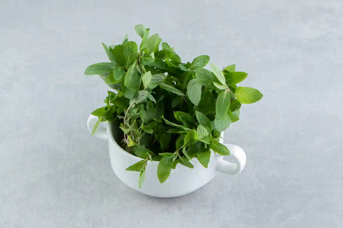عکس گیاه نعناع در گلدان - گیاه خوراکی برای کاشت در خانه