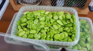 نحوه بلانچ کردن باقالی