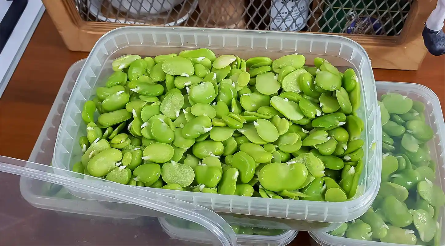 7 مرحله مهم برای بلانچ کردن باقالی به روش اصولی و ماندگار 1 نحوه بلانچ کردن باقالی